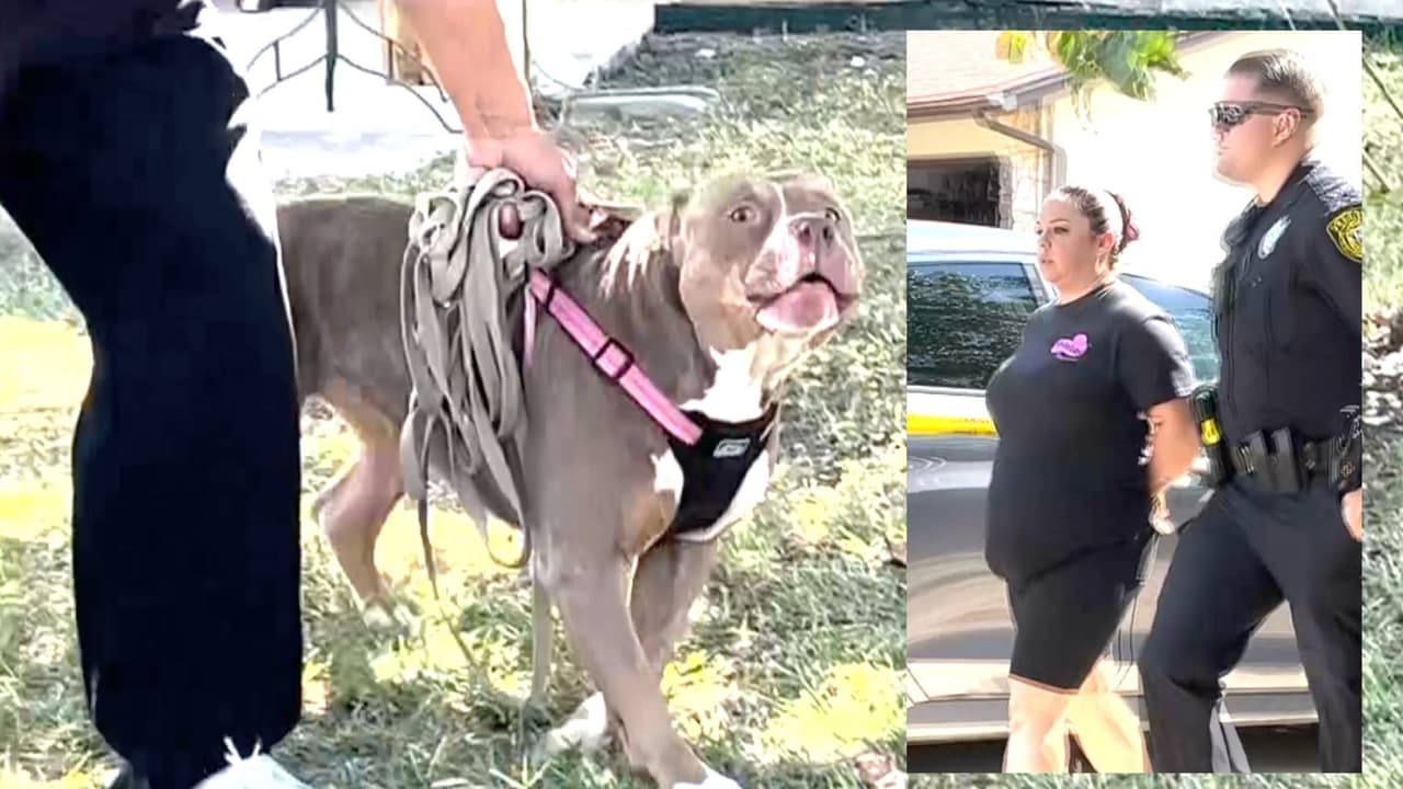 Bebé de 1 año es atacado por perros pitbull en casa de su niñera en Texas