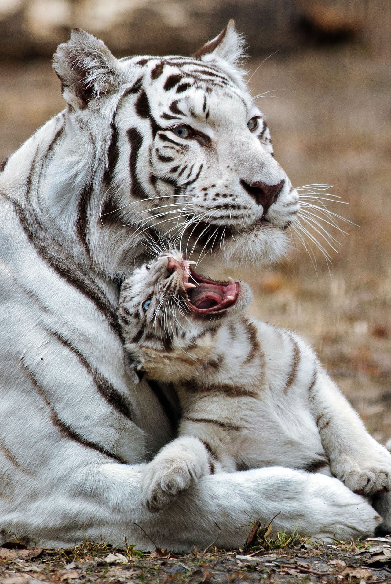 Las personas sólo quieren ver a uno de los dos tigres recién nacidos. El fotógrafo Alexander Lukin, de 31, capturó la graciosa escena.