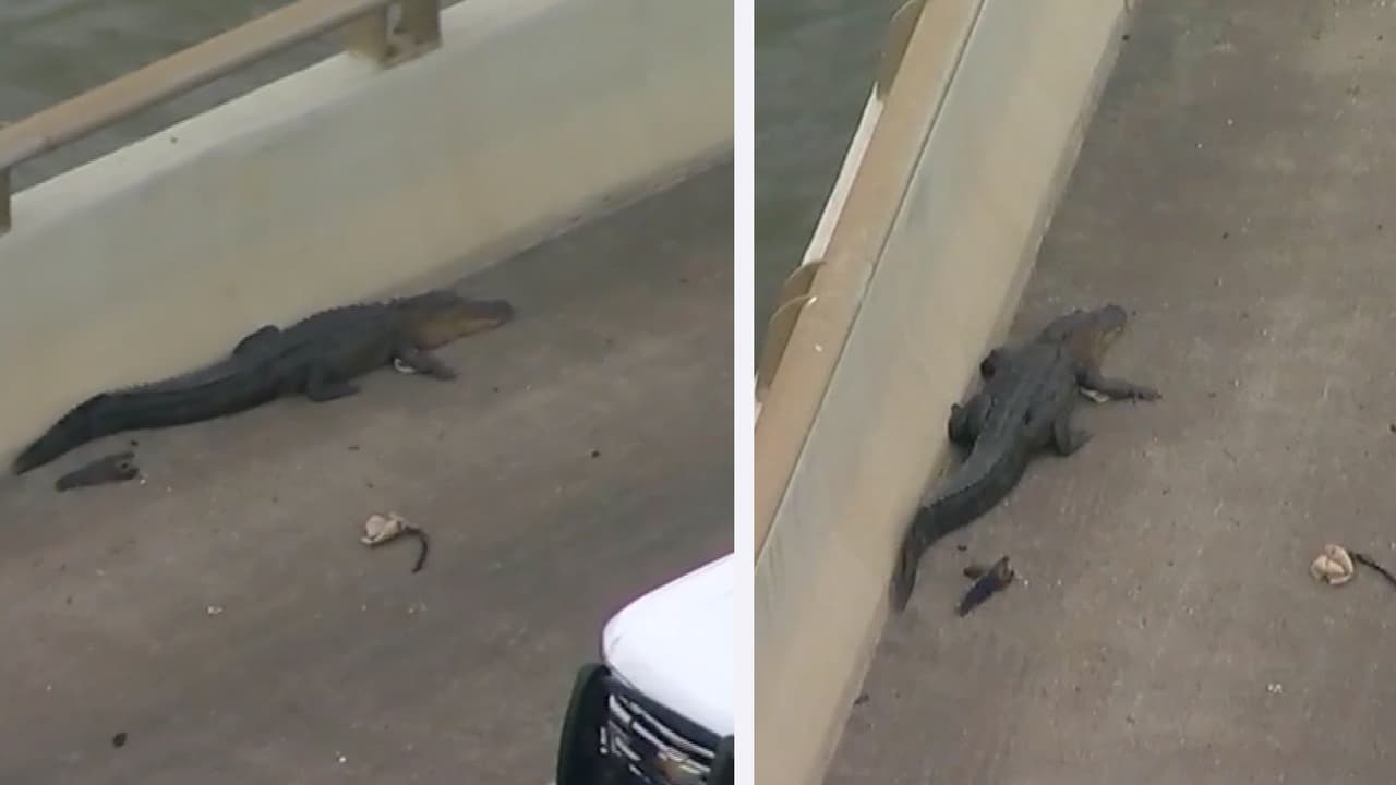 El miércoles por la tarde, el caimán bloqueó el paso en la autopista 146 en el puente Fred Hartman. Oficiales del Precinto 8 del condado Harris, la policía de Baytown y miembros del servicio de control de animales de la policía estatal se encargaron del rescate del reptil.