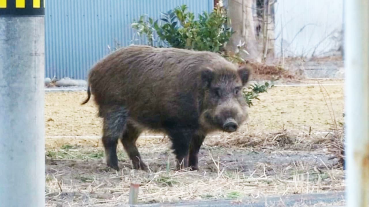 Centenares de jabalíes que viven en Fukushima serán sacrificados por altos niveles radioactivos