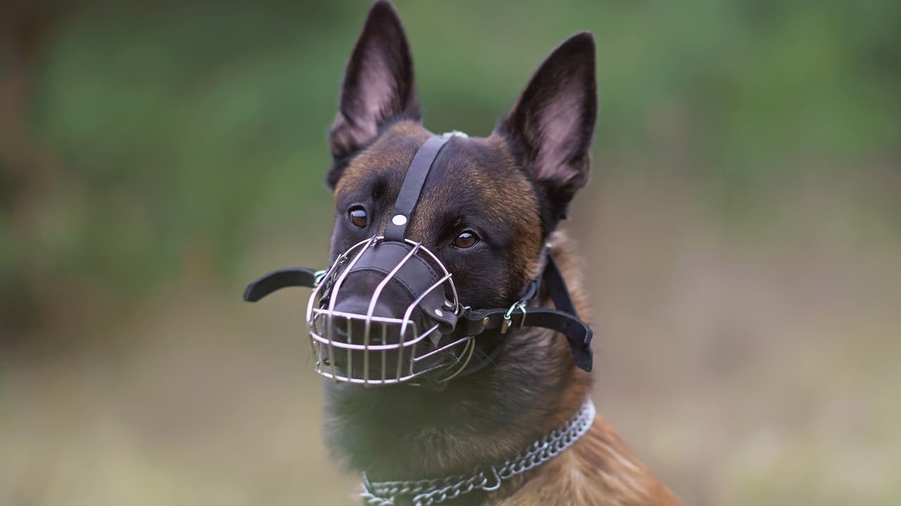 Estás son las sanciones si tu perro ataca o muerde a otra mascota o persona en Los Ángeles