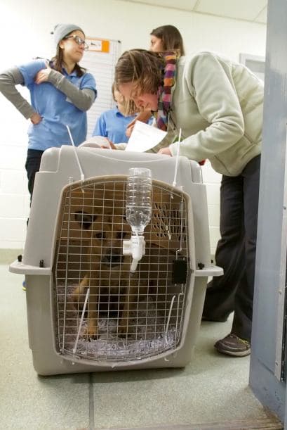 La granja se encuentra en Seúl, Corea del Sur. Los perros que fueron rescatados eran criados para ser consumidos..