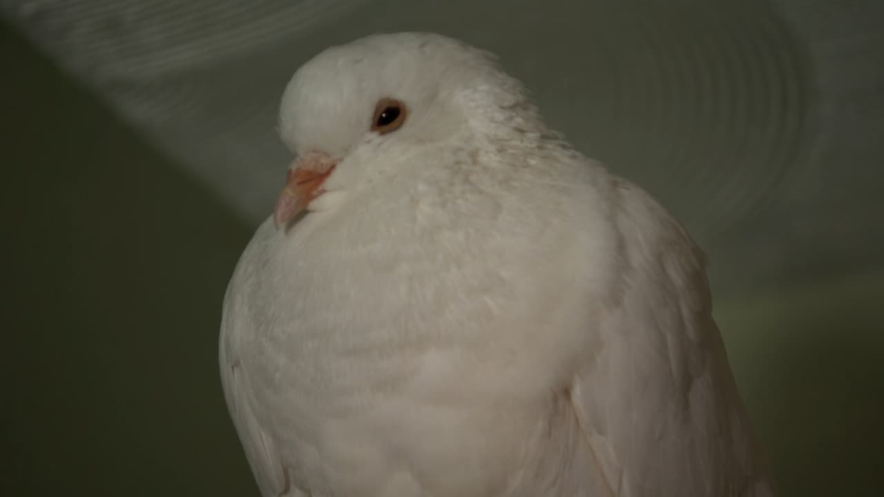 Desde ese entonces la paloma blanca ha permanecido en casa de los García y su familia asegura que la presencia les ha traído paz a su hogar.