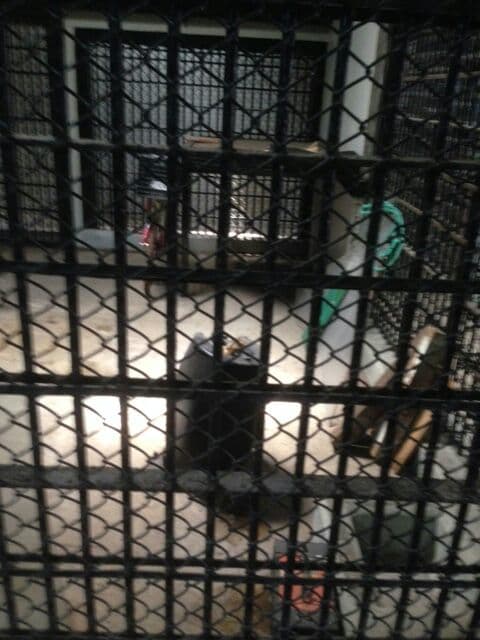 “En lugar de que los recintos interiores permitan completa libertad para que los animales tengan enriquecimiento ambiental y para el comportamiento, dos estaban siendo usados como bodegas, lo que supuestamente no permite el 
<a href="http://www.sedema.cdmx.gob.mx/zoo_chapultepec/index.php/informacion-para-el-visitante/reglamento-del-zoologico" target="_blank">Reglamento Interno</a> de la institución”