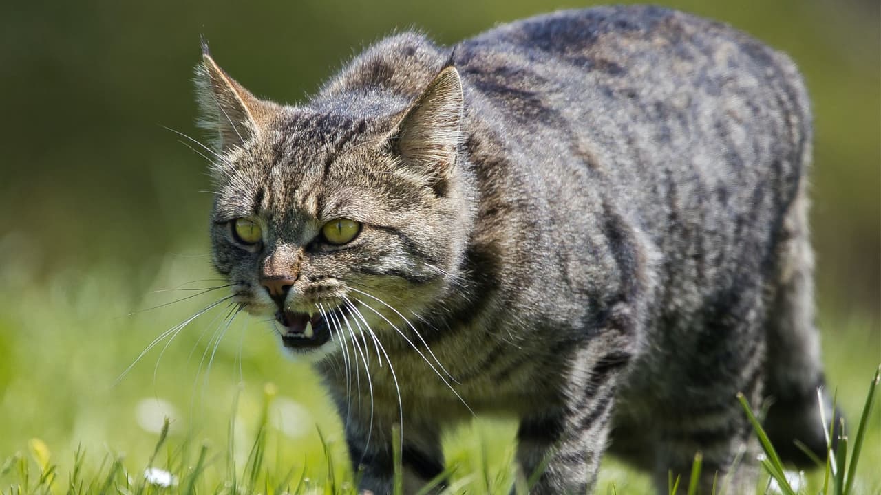 Emiten alerta por rabia durante 60 días en Port Orange