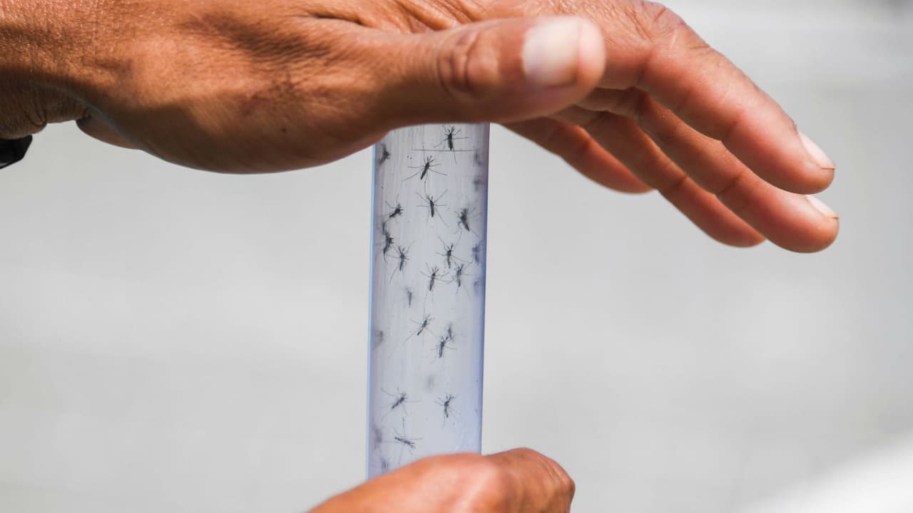 ¡Atención! Realizarán fumigación en áreas de Dallas contra mosquitos y virus del Nilo Occidental   