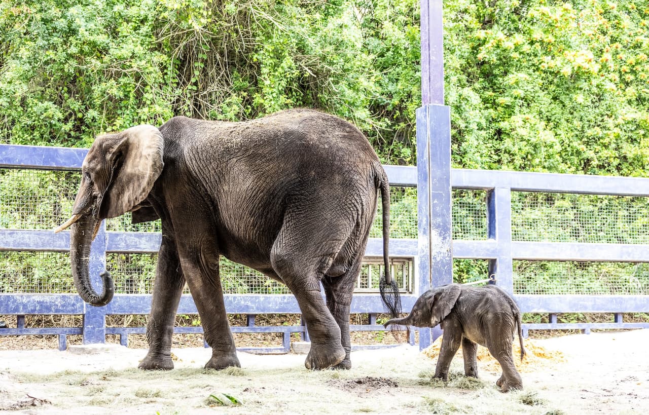 Bajo el cuidado de cuidadores de animales expertos, un equipo veterinario y científicos, la madre y la bebé se someterán a exámenes posnatales continuos y pasarán varios días creando vínculos afectivos antes de que estén listas para unirse al resto de la manada, informó Disney.