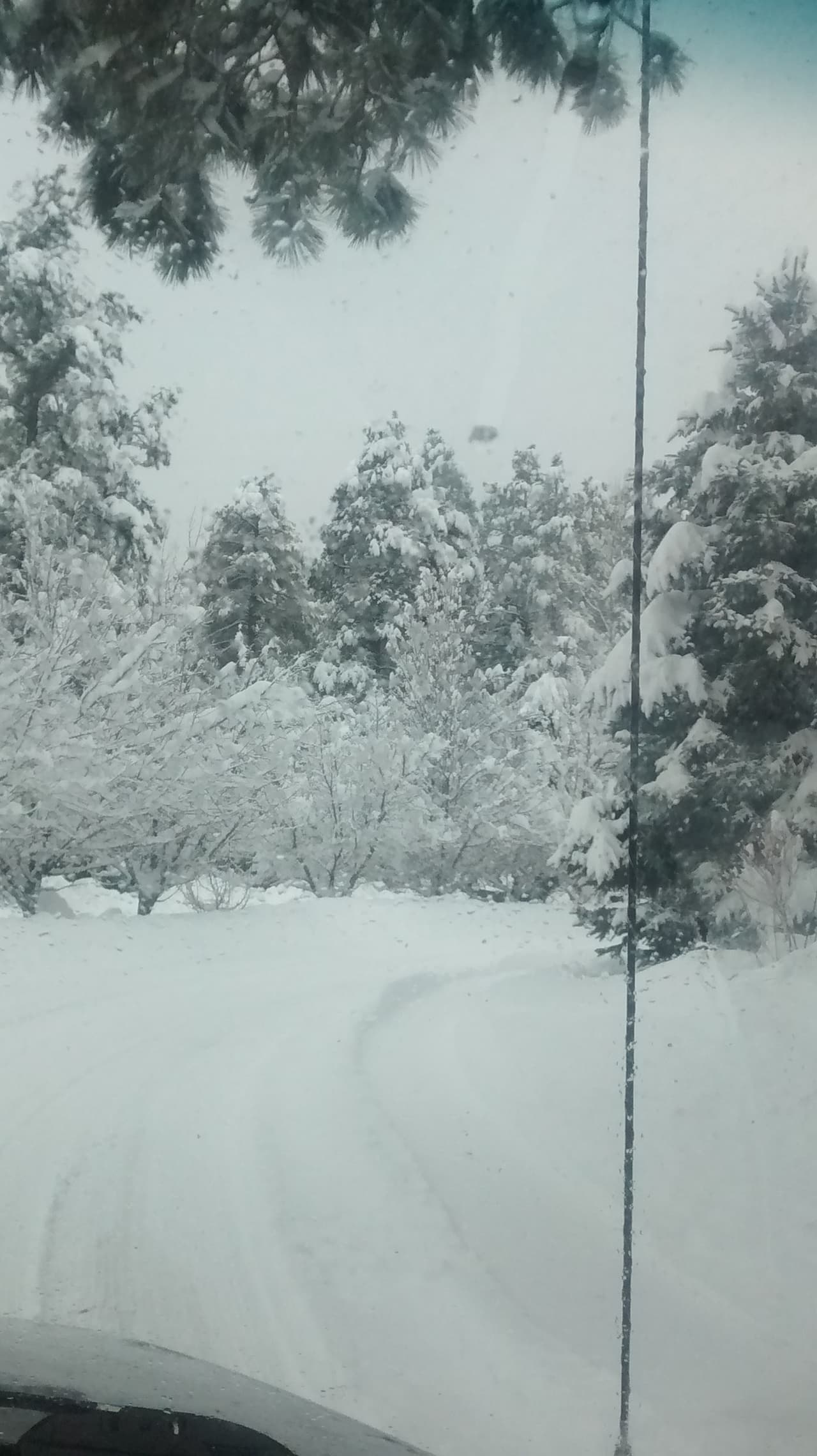 Desde este miércoles, no ha dejado de nevar en Flagstaff, cubriendo de blanco por completo la ciudad. Este jueves se esperan de 3 a 8 pulgadas de nieve.