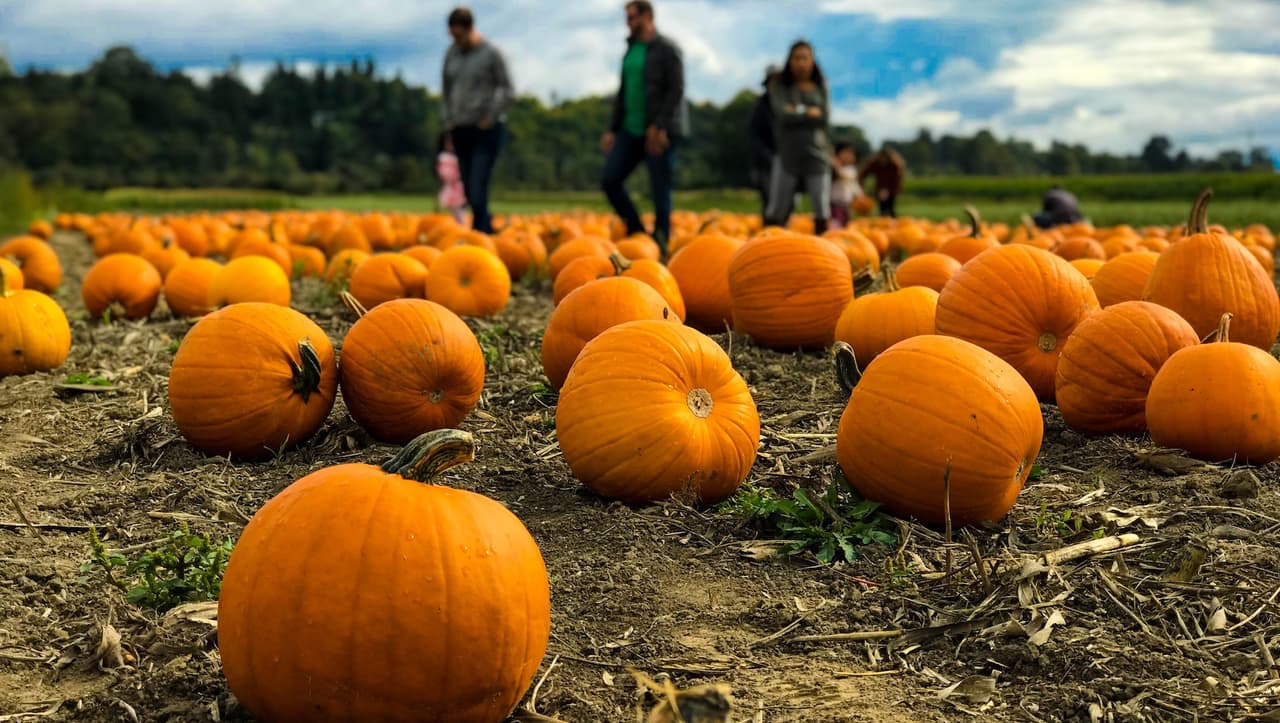 <a href="https://www.krollsfarm.com/"><u>Kroll’s Fall Harvest Farm</u></a>
<br>13236 W. Town Line Rd
<br>Waukegan, IL 60087