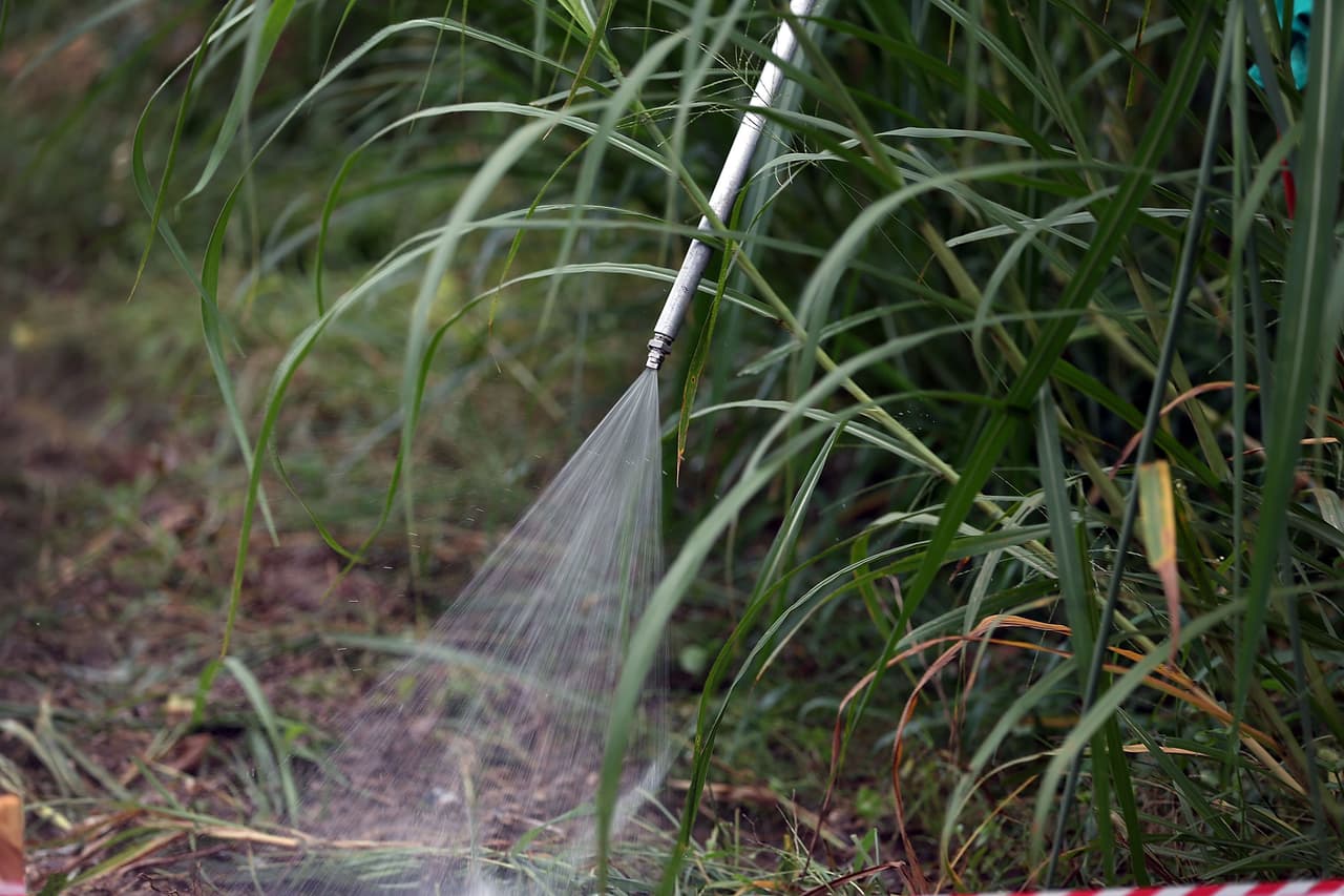 La mitad del glifosato en California es usado en barrios pobres de latinos