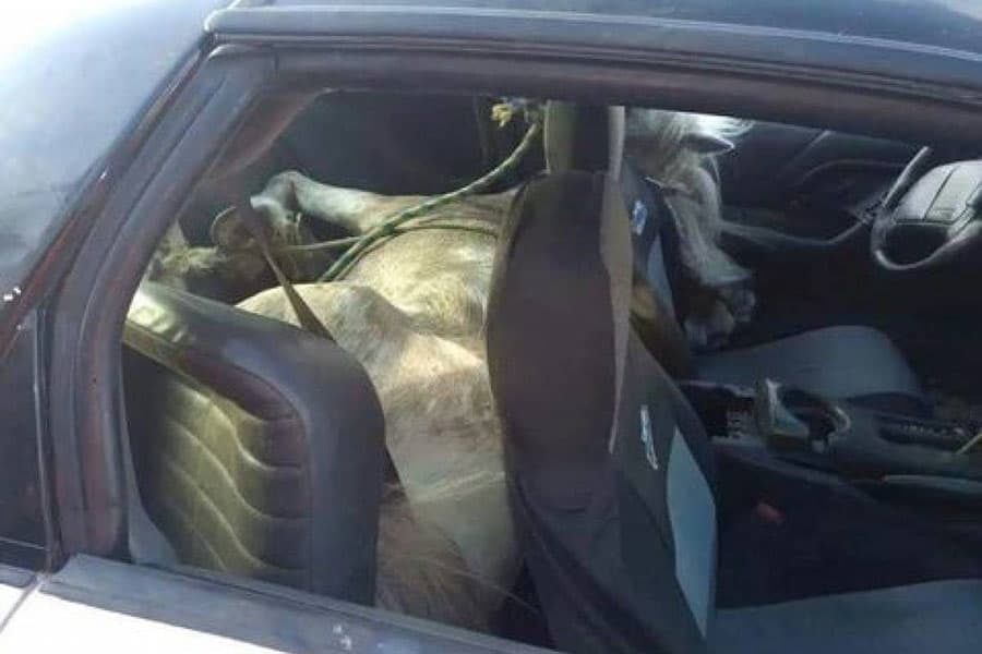 La policía de inmediato detectó al vehículo, un
<b>Chevrolet Camaro cuarta generación (1993-2002</b>), el cual fue detenido para una revisión, pero grande fue su sorpresa cuando encontraron a un caballo en el asiento trasero, con las patas amarradas y tapado con una cobija. Felipe Monsiváis Ornelas, aparentemente dueño del caballo, explicó que
<b> el animal estaba enfermo </b>y que ésa había sido la única forma que encontró para transportarlo al veterinario.