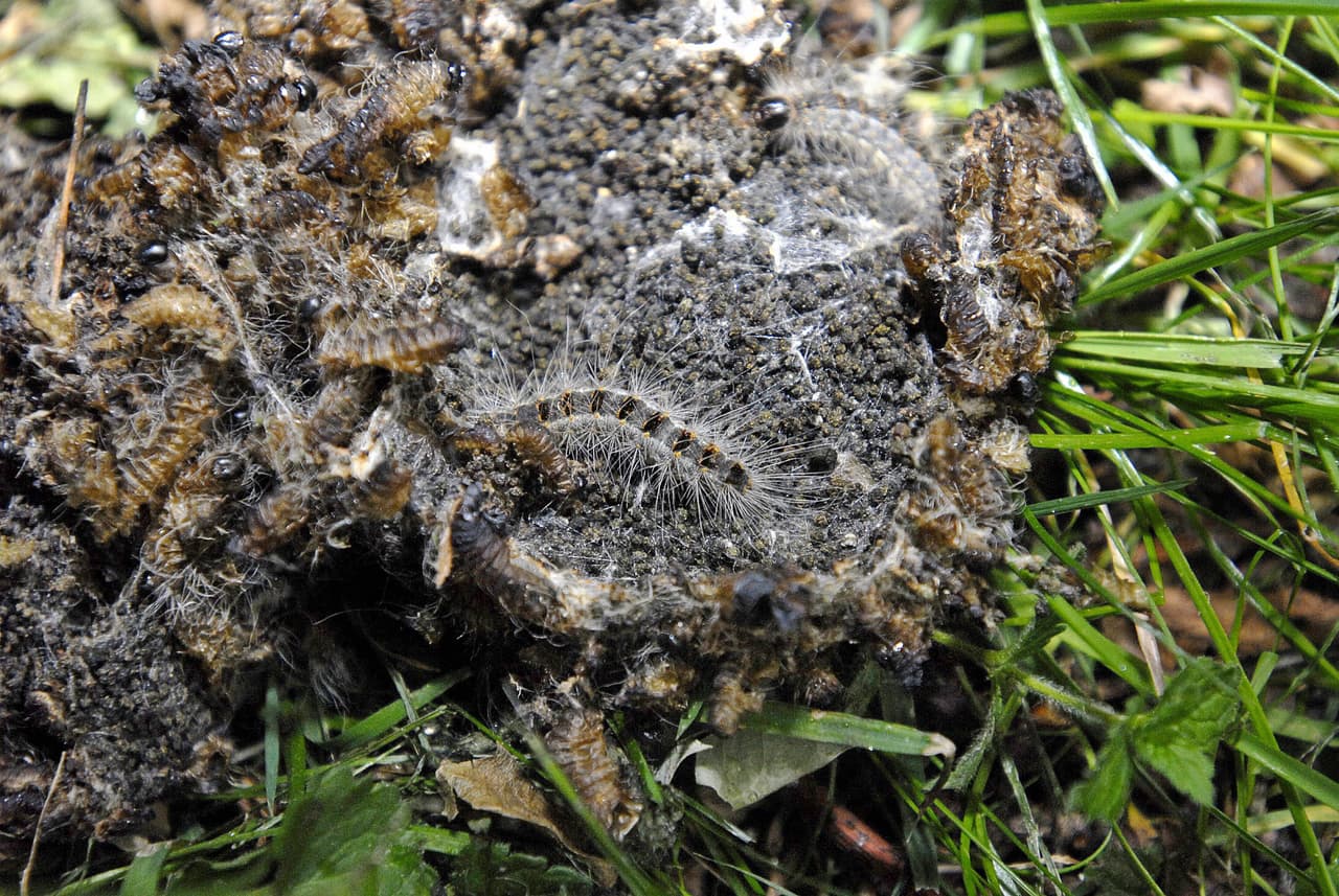 Las orugas de la polilla Buck son de color negro, pero también pueden ser de color más claro.
<br>
<br>Estas orugas tienen espinas largas con múltiples ramificaciones en filas a lo largo del cuerpo.