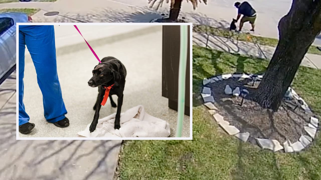 El animal fue rescatado varios días después.