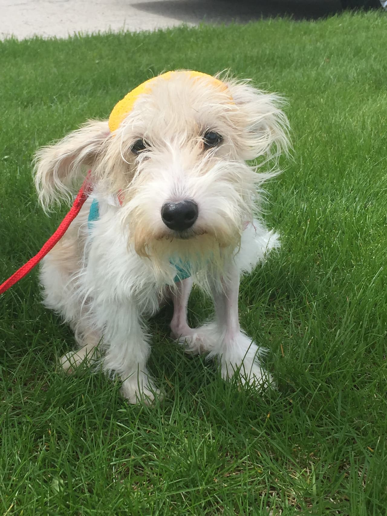 Y pueda encontrar una buena familia.