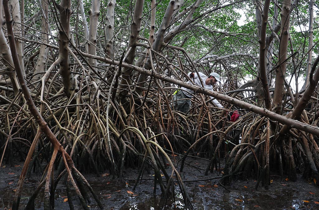 Otazo recoge un chaleco salvavidas atascado entre los manglares.