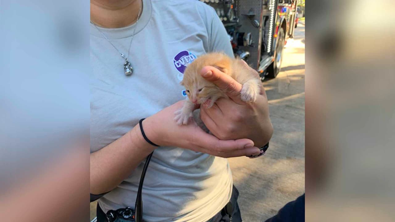 Ninguno de los animales sufrieron heridas.