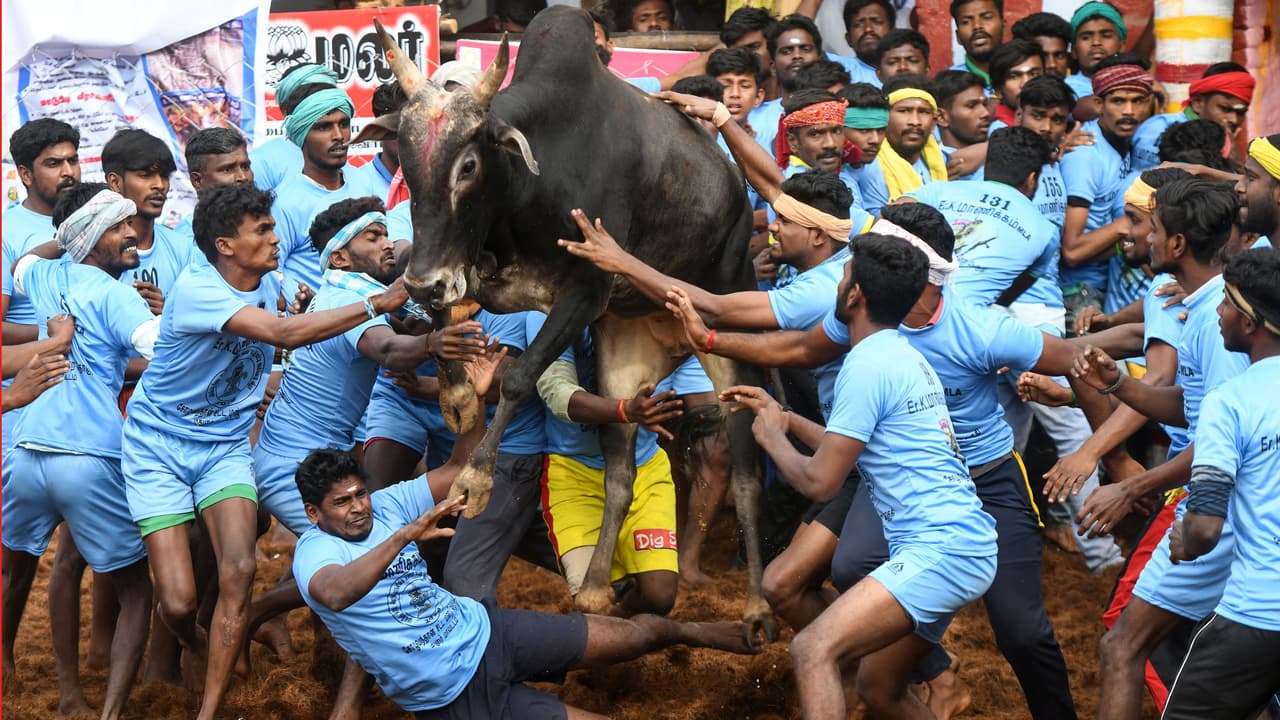 1,000 animales maltratados y 53 hombres heridos por juegos de doma de toros en India (fotos)