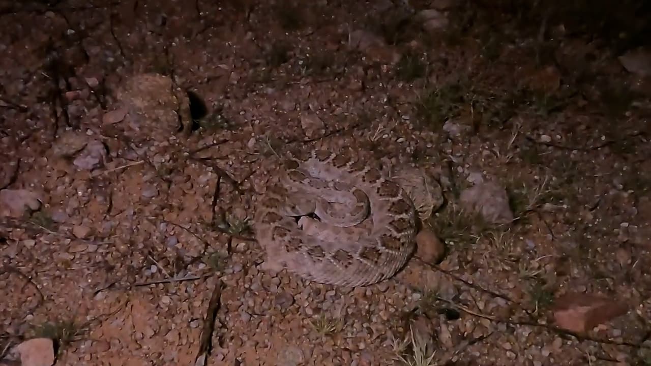 Los 
<a href="https://www.univision.com/local/arizona-ktvw/el-patio-trasero-de-una-casa-se-convirtio-en-la-guarida-perfecta-para-serpientes-de-cascabel-video">patios traseros de los residentes de Arizona</a> son visitados con mucha frecuencia por estos animales.