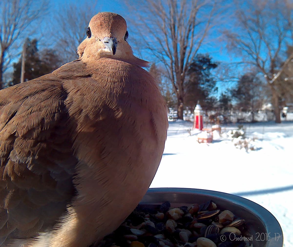 Una huilota común, de pecho a la cámara. Es una de las aves más comunes en EEUU, su distribución se expande por todo el país, desde el sur de Canadá hasta el norte de México.