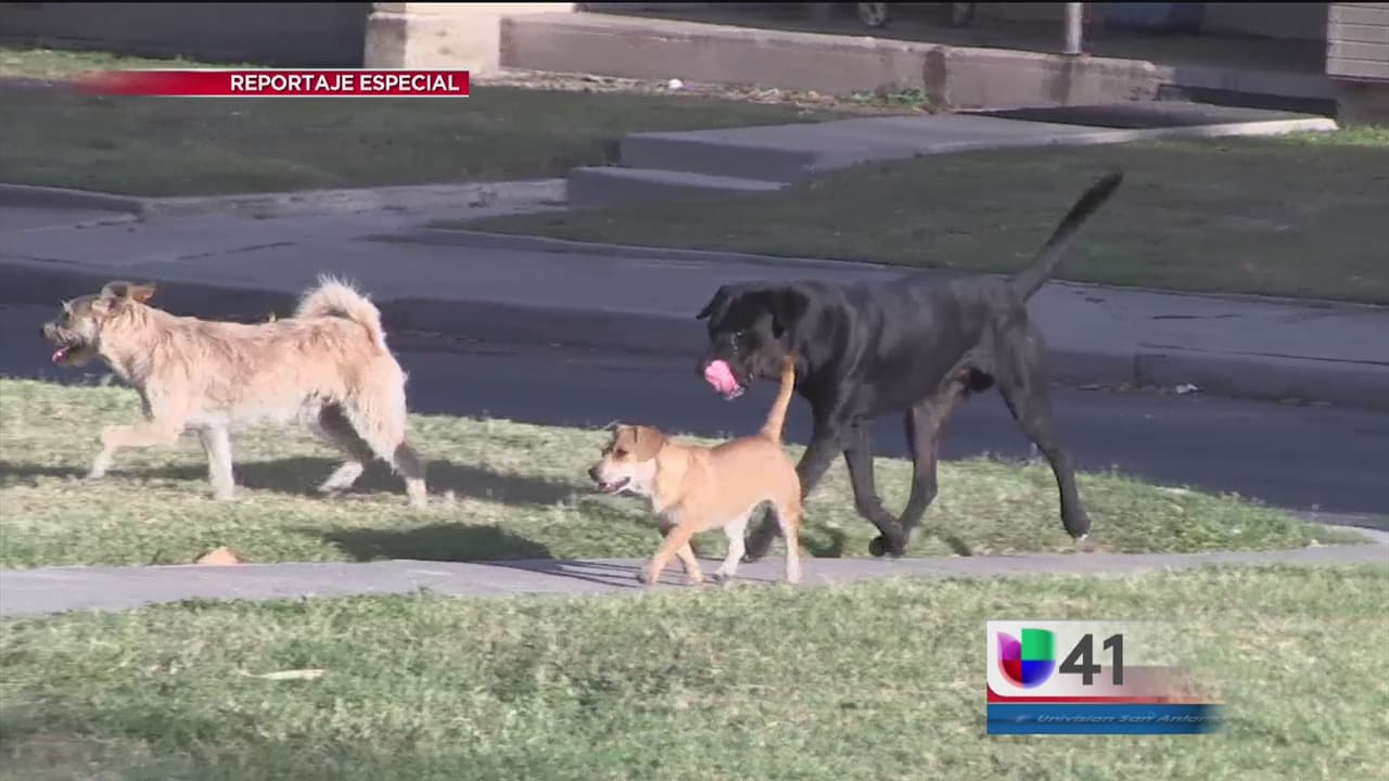 Parte 1.- Amigos de la calle