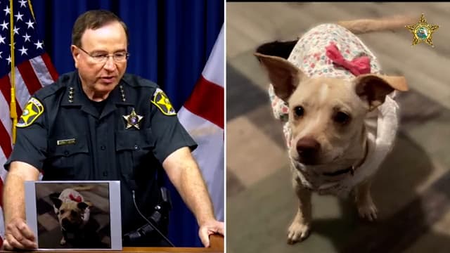 Cuatro horas después, los propietarios encontraron a la perrita muerta, al igual que los cachorros que estaban en su interior.