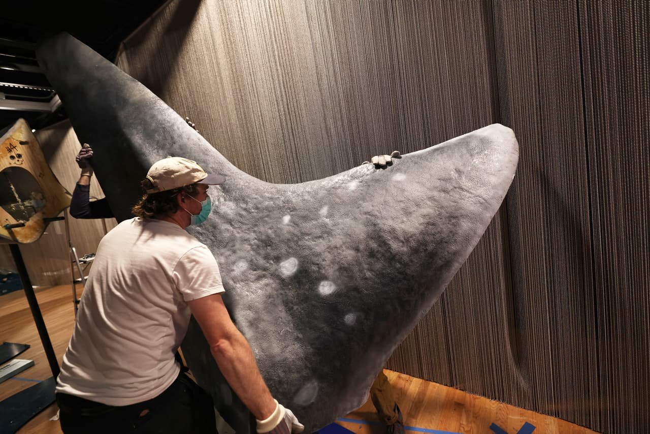 Este gigante del mar habita en aguas cálidas y se alimenta por un mecanismo de filtración de agua.
<br>