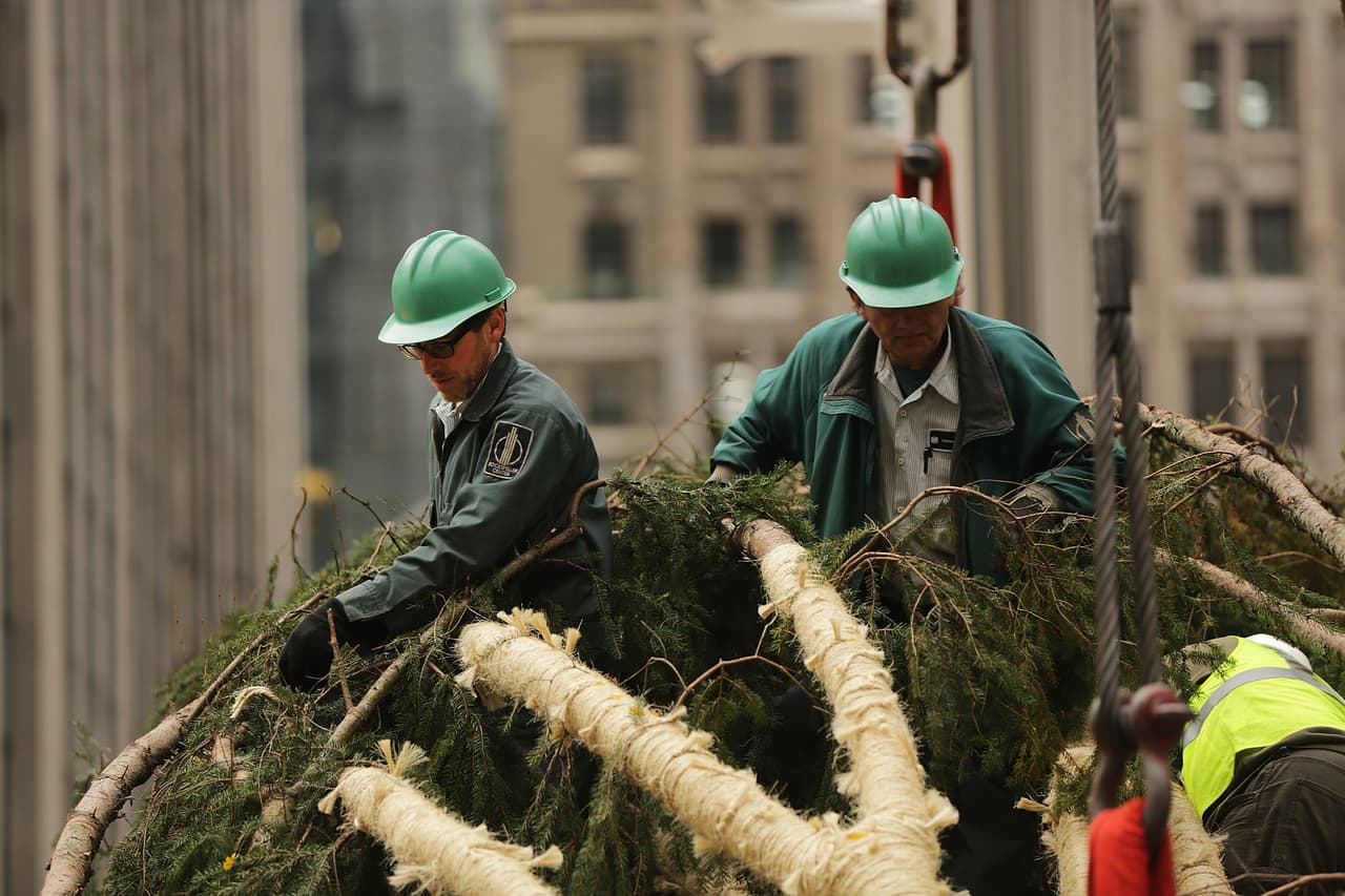 El gigantesco pino tuvo que ser trasladado en un tráiler de hasta 35 metros de longitud.