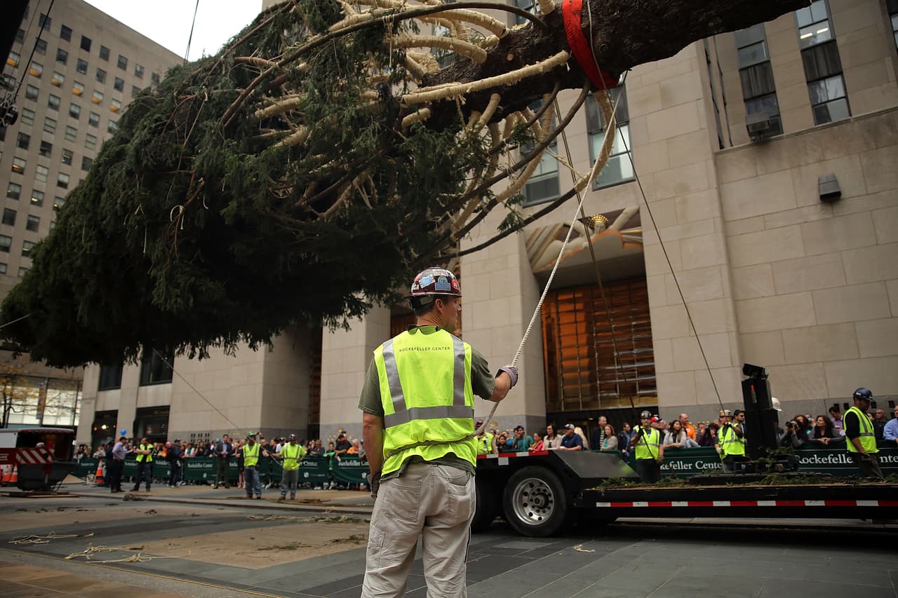 El árbol alcanza los 24 metros de altura y 1.2 metros de diámetro.