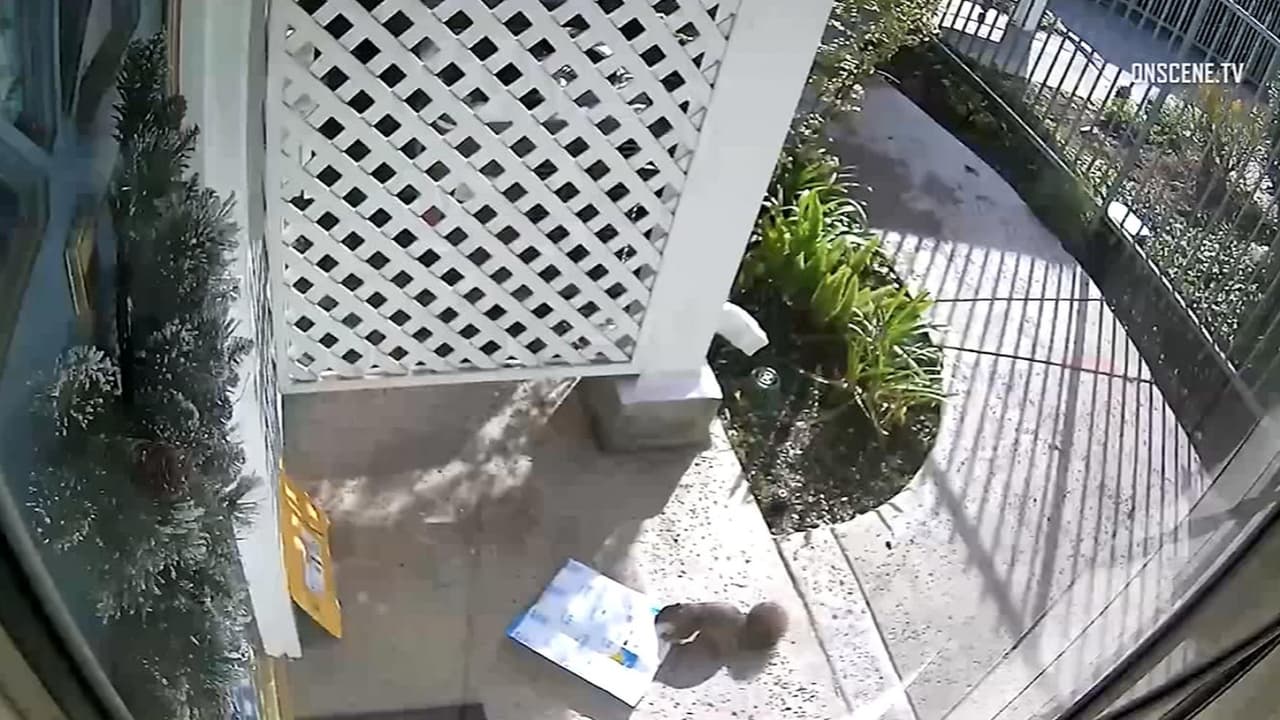 Acusan de robar regalos de Navidad a un sospechoso de cuatro patas