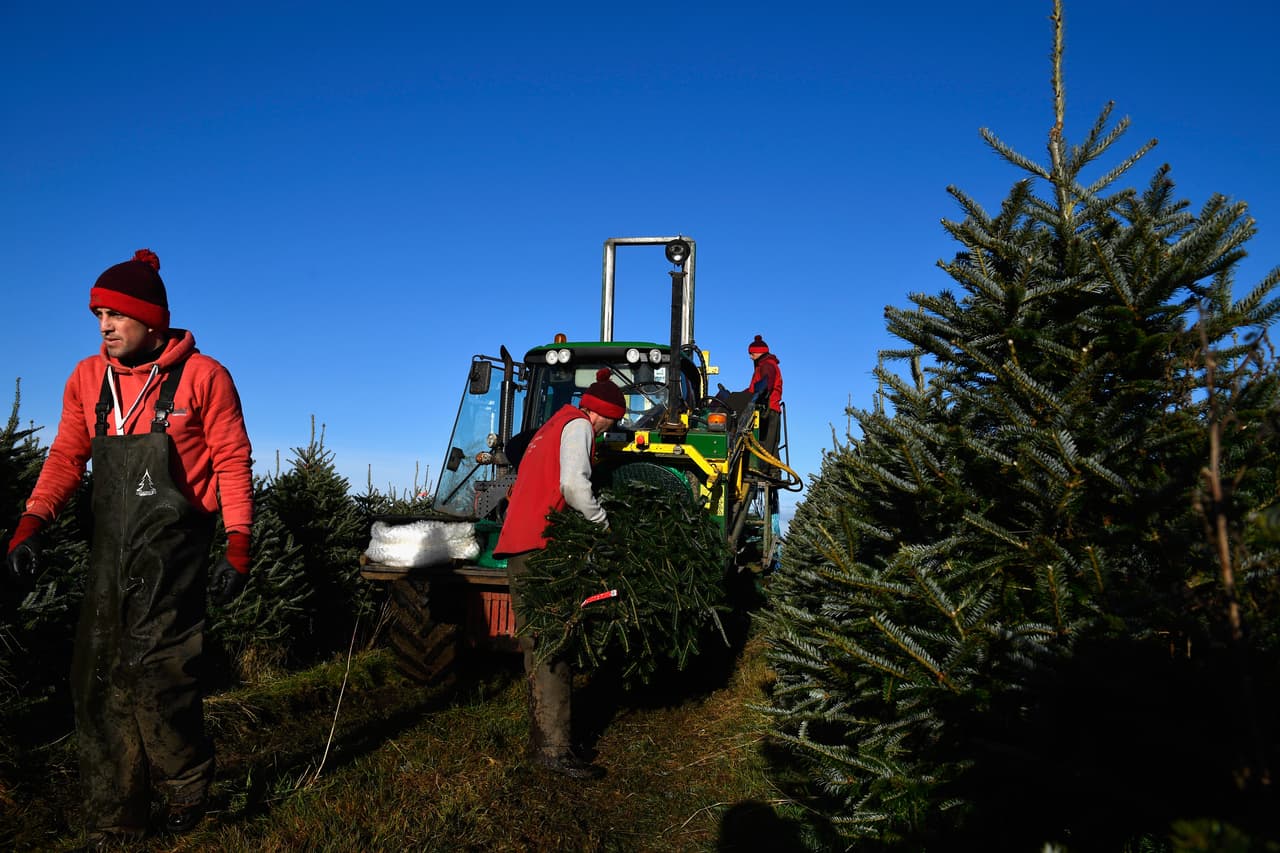 Los árboles de Navidad cultivados en Pensilvania y Nueva Jersey, decorarán la Casa Blanca y la casa del vicepresidente