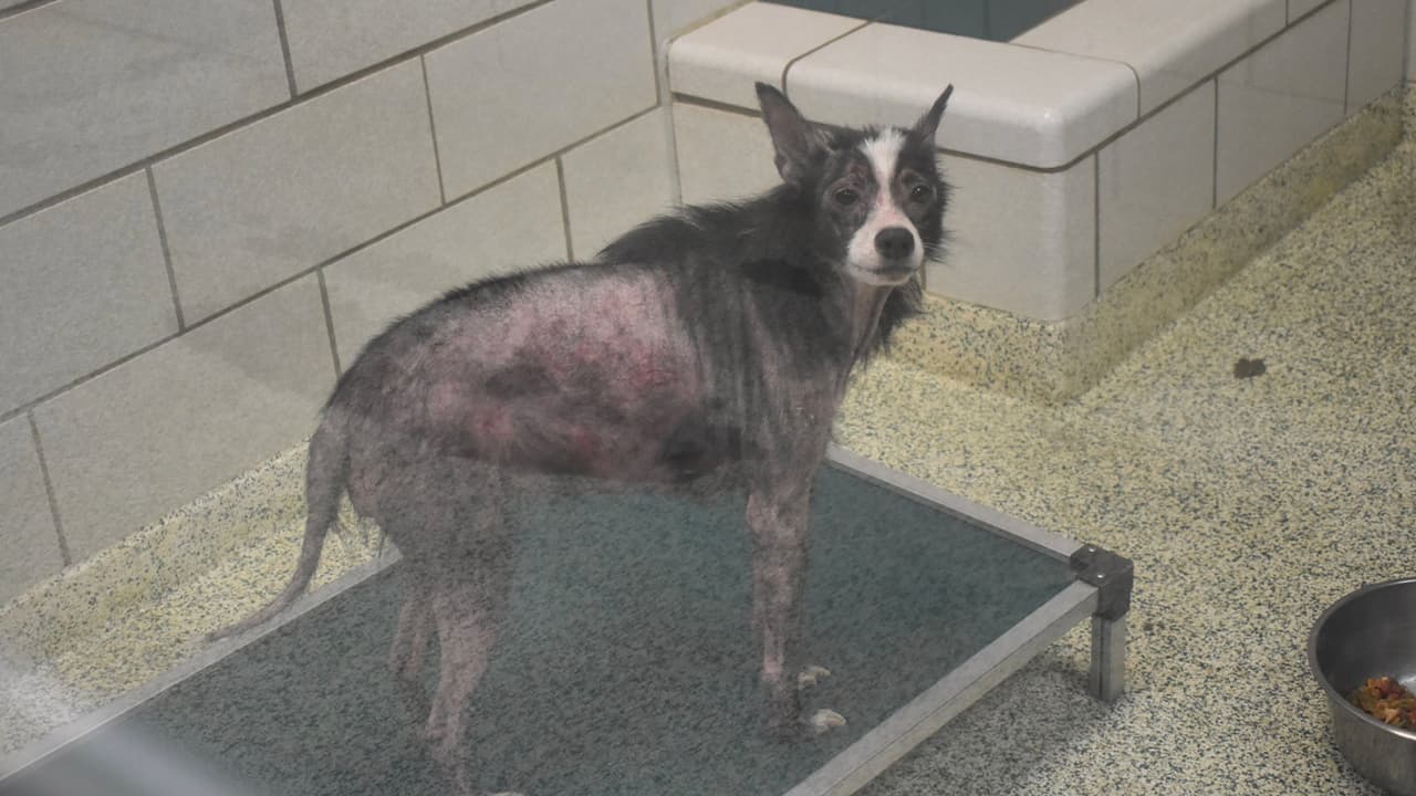 Este cachorro sufre de sarna e infestación de pulgas.