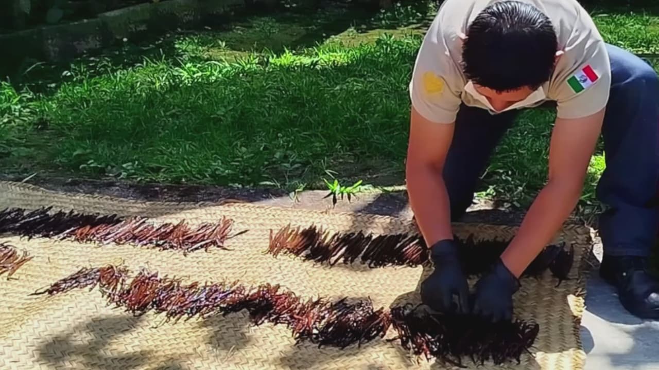 Cárteles roban cosechas de vainilla mexicana; ocho de cada diez productores han sido víctimas del crimen organizado