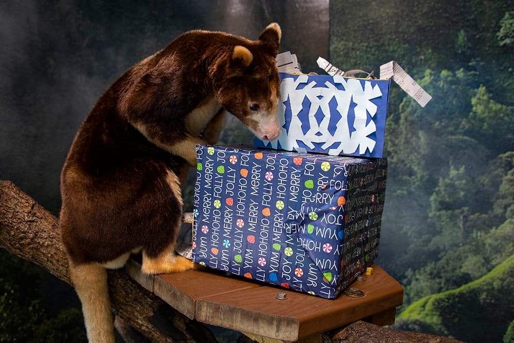 "Banyon", que es un canguro arbóreo de Matchie, abrió con cuidado cajas de regalo que contenían trozos de plátano.
