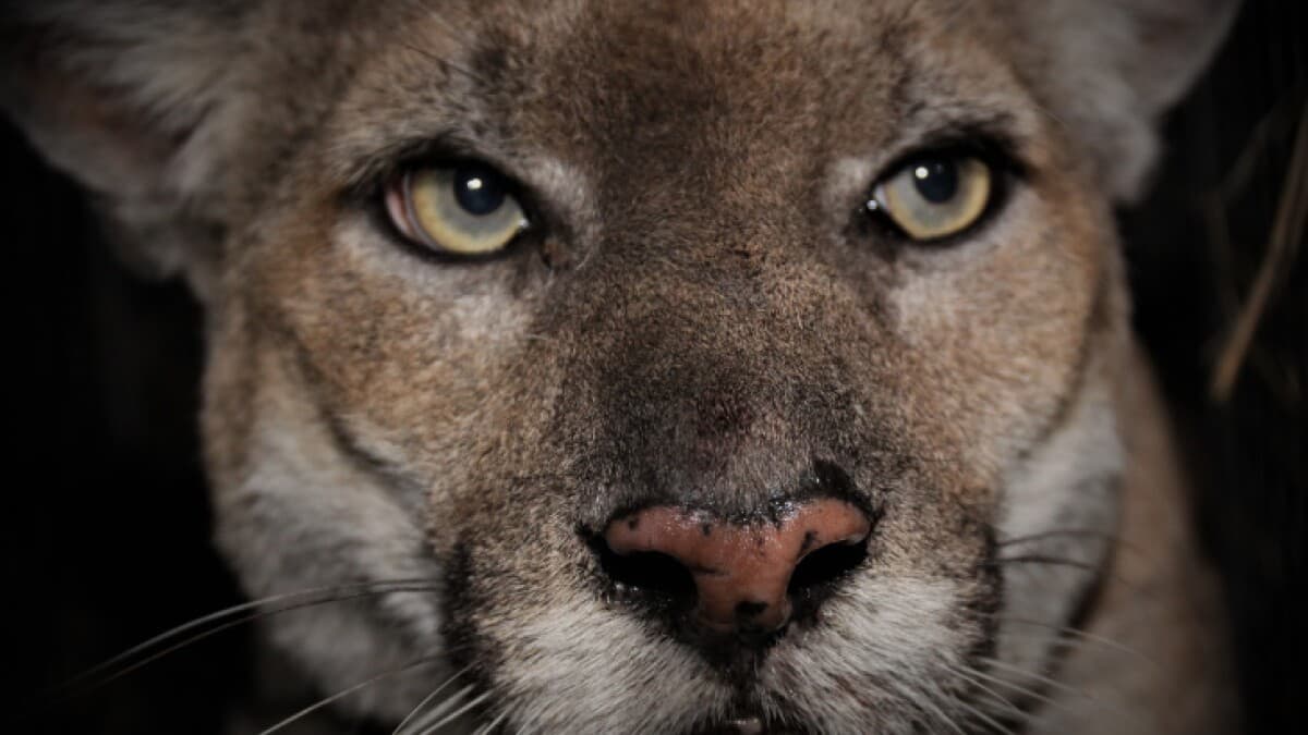 "RIP P-22. No era solo un gato grande. Era un símbolo de resistencia. Resistencia a la idea de que Los Ángeles no tiene vida silvestre, al desarrollo en su propio patio trasero, a la disminución del número de pumas en SoCal. Vivió sus 9 vidas de gatos para al máximo y capturó nuestros corazones". tuiteó el organizador comunitario de la caminata Christian La Mont.
<br>