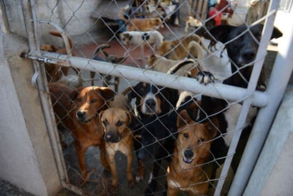 La mayoría de las personas cuando desea tener un perro como mascota, va a las tiendas para comprarlos, pero existe una excelente segunda opción: la adopción.