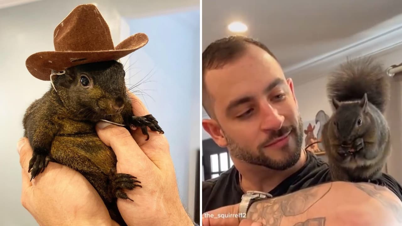 Nuevos detalles de Peanut, la ardilla 'influencer' sacrificada en Nueva York