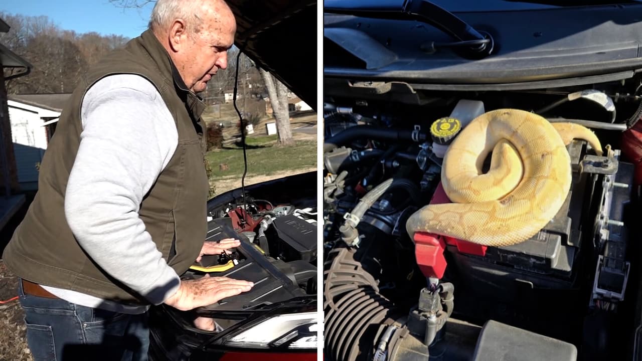 Notó un olor raro en su auto: resultó ser una pitón dentro del capó