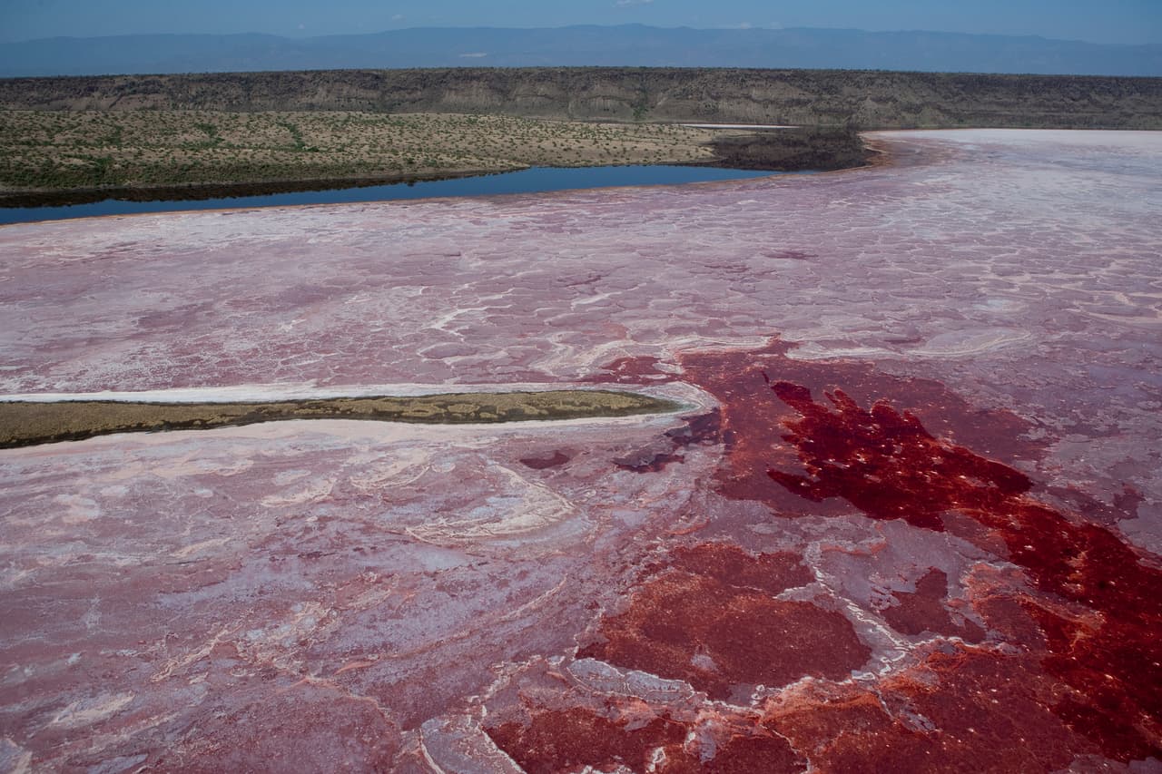 El lago salado Natron, en Tanzania. Aquí nace el 75% de la población mundial de flamencos.
