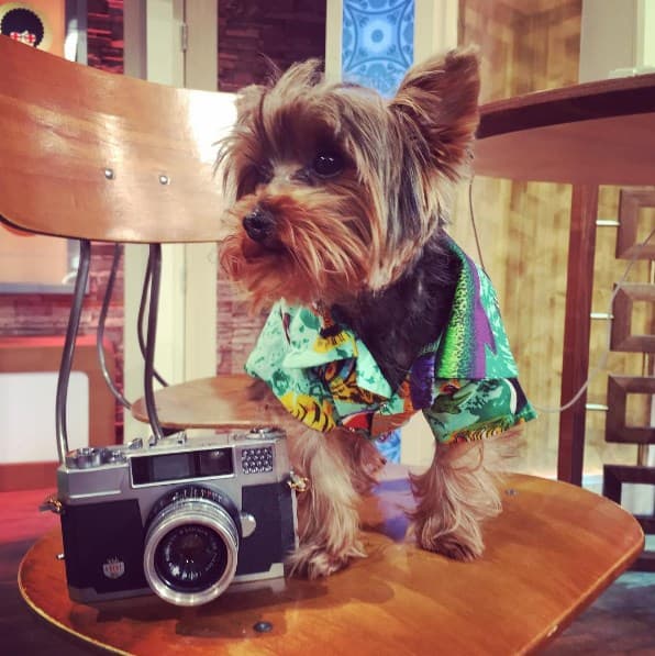 En poco tiempo, Tobi se ha convertido en toda una estrella y le encanta estar frente a las cámaras.