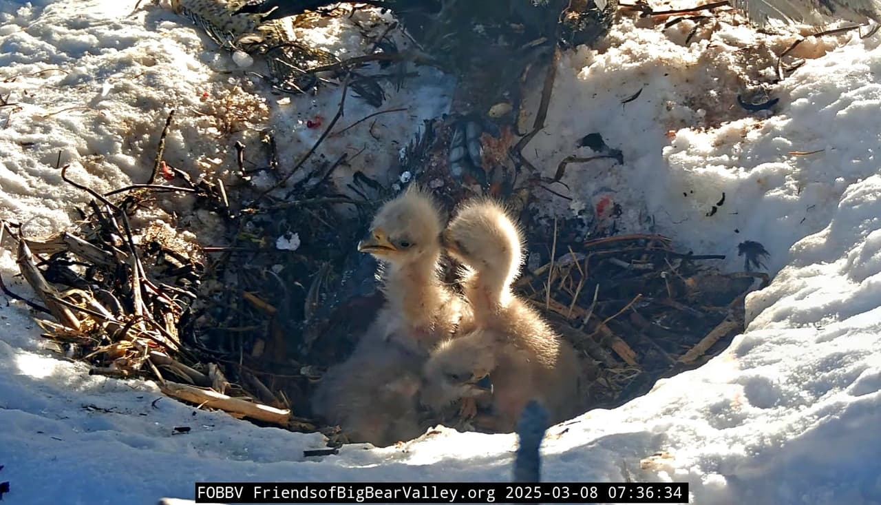 De acuerdo con la organización Friends of Big Bear Valley, encargada de monitorear el nido
<b>, los primeros dos polluelos han estado comiendo bien</b> y durmiendo la siesta.