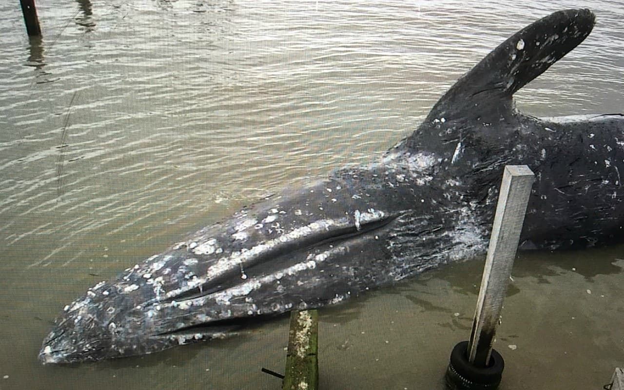 Una de las hipótesis es que, ante la falta de alimento, las ballenas no están reuniendo las suficientes energías para realizar un trayecto tan extremo y cuando atraviesan las costas de California comienzan a morir por desnutrición.