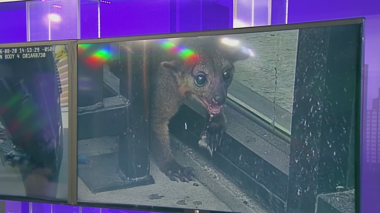 Rescatan a un animal exótico que buscaba refugio del calor extremo en North Richland Hills