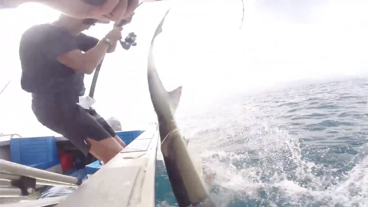 En video. Con un violento coletazo: así sorprendió este tiburón a un pescador que intentaba atraparlo. Un pescador atrapó a un tiburón cobrizo y estuvo batallando con el escualo por 20 minutos. Cuando finalmente pudo levantarlo hasta la superficie, el tiburón se defendió de un modo sorprendente para lograr escapar.