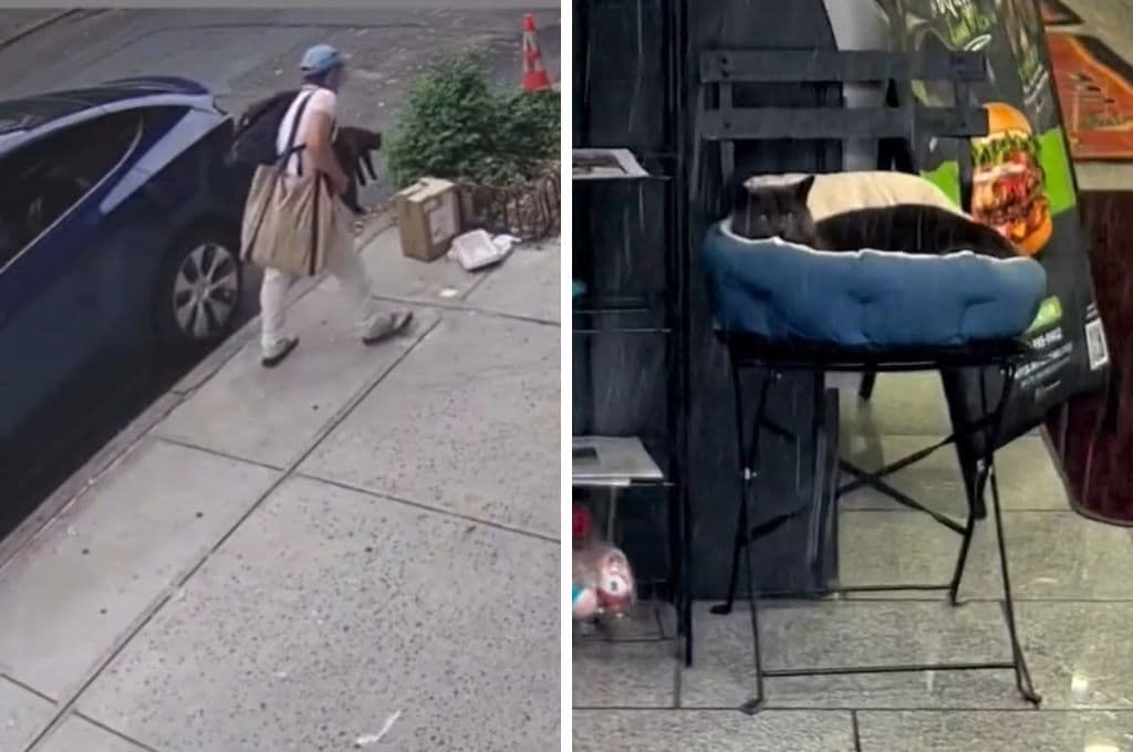 Hombre roba gato de bodega en Brooklyn y dueños lanzan llamado de auxilio