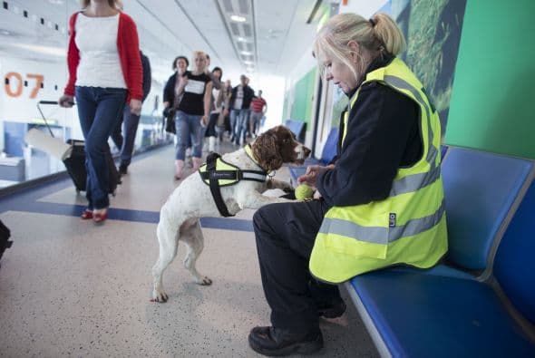 Para entrenar a estos perros de gran ayuda, se requiere entrenamiento específico que varía dependiendo a cada tipo de perro.
