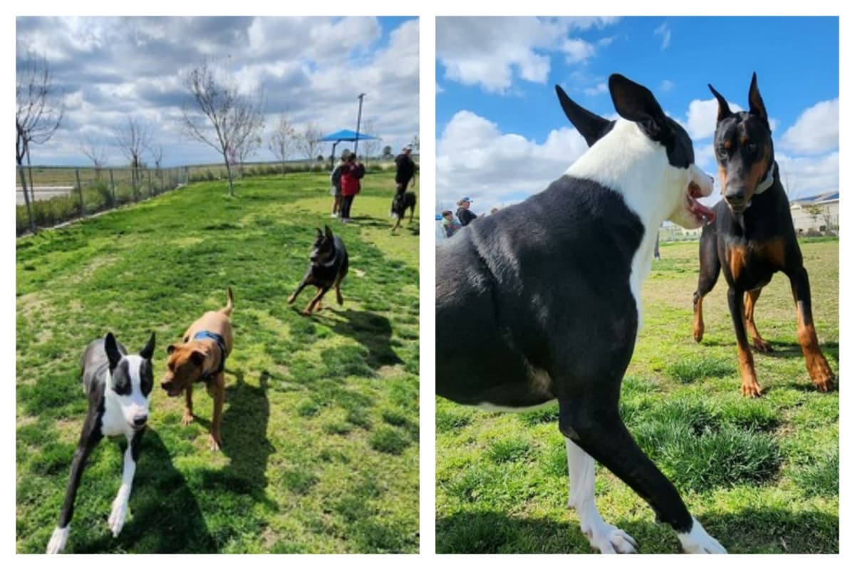 La adopción es un acto de amor y cuando una familia toma la decisión de abrirle las puertas a un animalito que fue rescatado, es el mayor acto de nobleza que pueda existir en un ser humano.