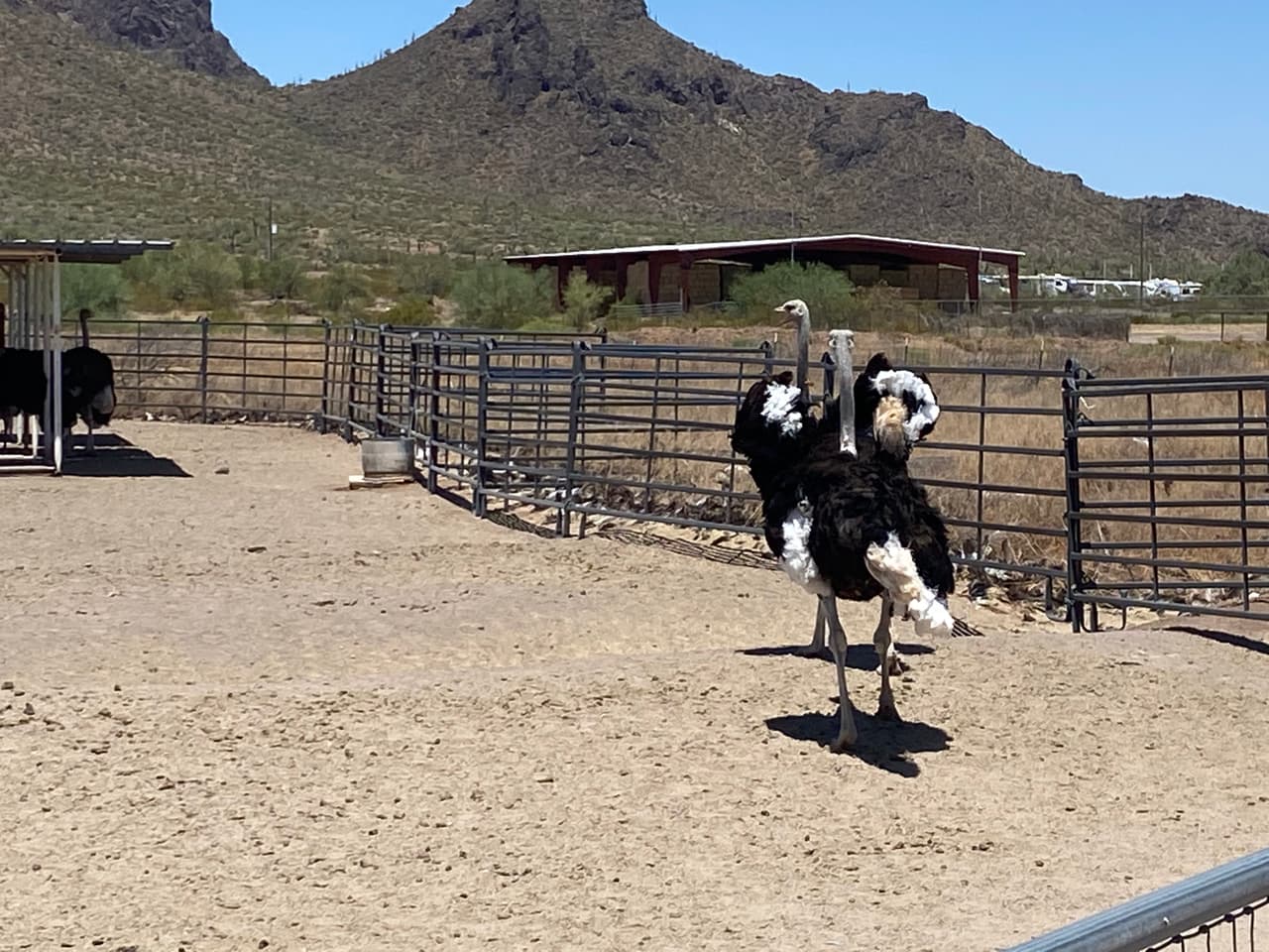 En la granja The Rooster Cogburn hay cientos de avestruces que los visitantes pueden alimentar.