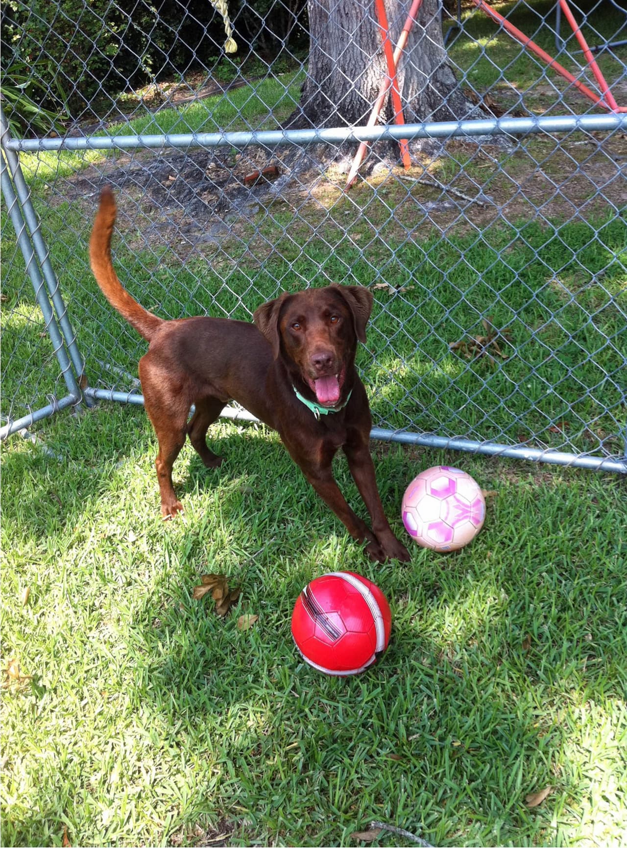 “Un día mi mamá dijo que había leído algo acerca de perros que pueden encontrar cacahuates, así que investigué”, comentó el joven.