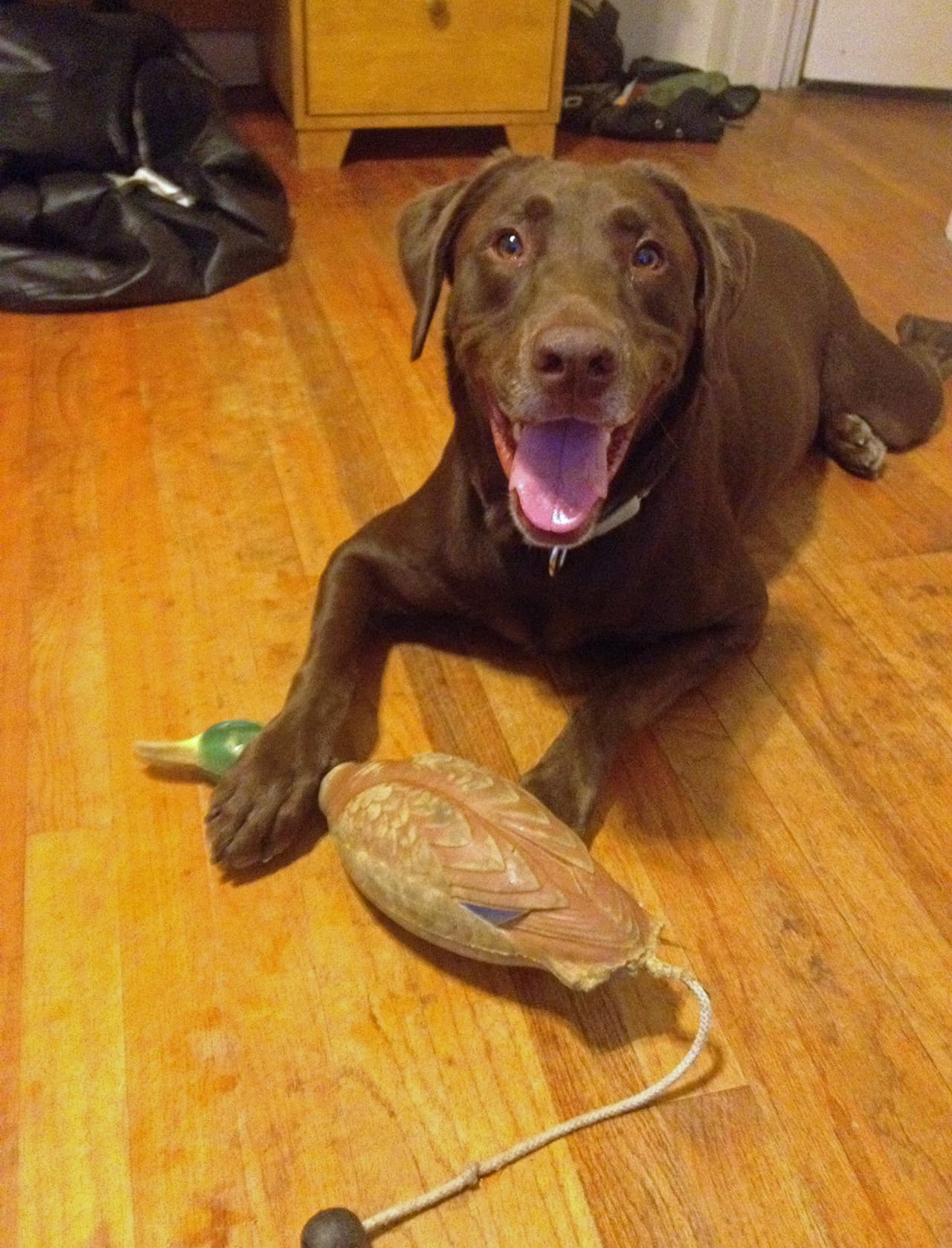 El estudiante de 22 años no ha tenido que recibir una vacuna para salvar su vida desde que conoce a su fantástico amigo.