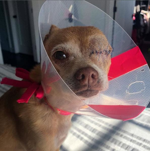 La actriz compartió un conmovedor mensaje junto a la imagen de su mascota, tras salir de la complicada operación.